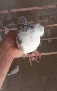 کبوتر زور دار