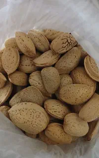 بادام شیرین،بادام سنگی