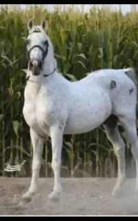 نریان ۴ ساله سواری بی نظیر نوه کامران