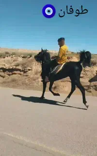 اسب