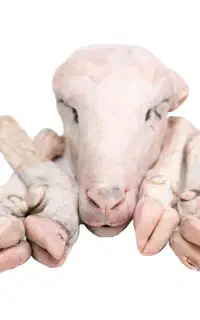 تمیز کردن کله پاچه در منزل، تمیز و حرفه ای