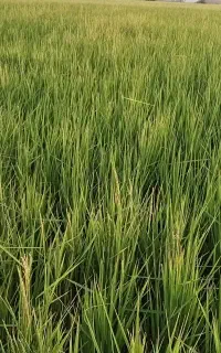 شالی دمسیاه قلم درشت