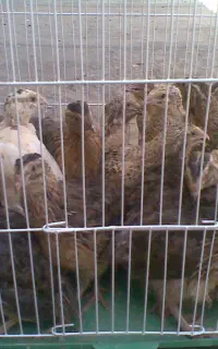بلدرچین ماده جوان ۱۰ عدد