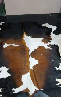 گوساله  بز گوسفند
