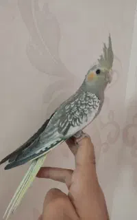 جوجه عروس