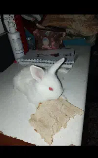 بچه خرگوش