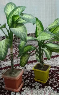 گل دیفن باخیا