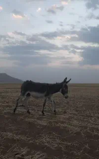 الاغ ماده ب همراه کره
