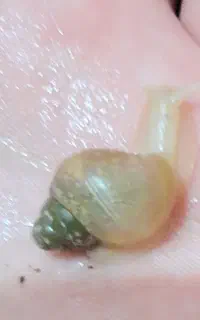حلزون آچاتینا