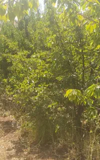 شراکت زمین کشاورزی