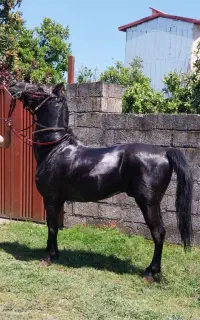 سوارکاری