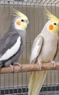 عروس هلندی مولد با سه عدد تخم با قفس