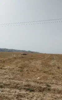 خریدار کاه گندم  نقد