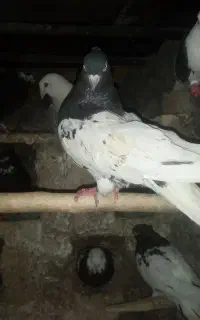 کبوتر