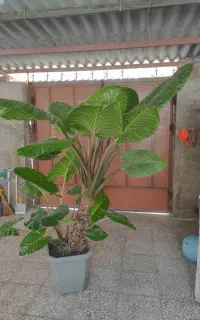 گل بابا آدم