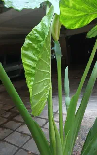 گیاه بابا آدم