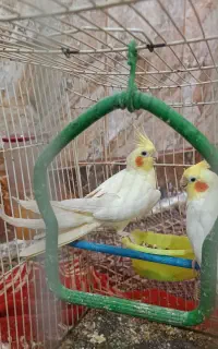 عروس هلندی