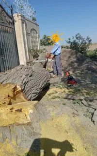 قطع درخت خرید درخت خریدچوب برش درخت قطع کردن درخت