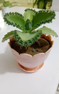 گل طبیعی اشک تمساح