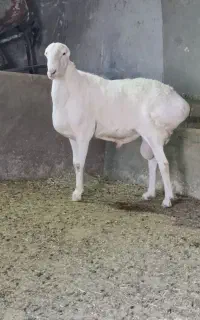2راس قوچ کری چینی بسیار تیز رون به زمانت