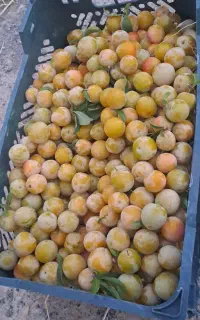 آلو قطره طلا خوشمزه وپرآب