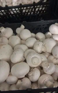 قارچ لوکس و ۱  ضعیف