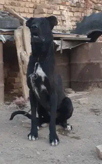 ماده قره از نسل بزسرخاب