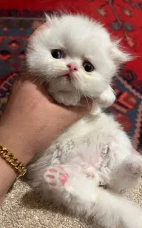 کوچولوهای پشمالو