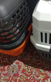 دوتاسگ شیتزو نروماده