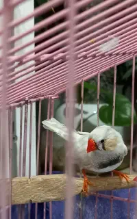 دوتا فنچ نر
