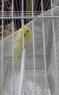 عروس هلندی گم شده
