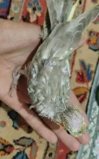 جوجه عروس هلندی ابلغ