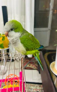 طوطی راهب سبز