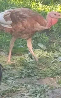 دوعددبوقلمون ماده جوان تخم گذار