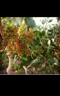 پسته کال خریداریم