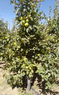 سیب تابستانی گالا و دو رنگ