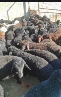 بره نر جفتی ۶۰کیلو(معاوضه)خرید