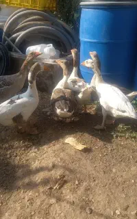 حیوانات مزرعه
