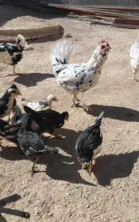 مرغ گلین
