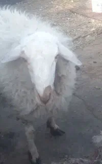 گوسفند خونگی با بهتیرن گوشت نر جوان