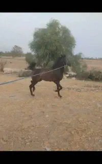 نریون کره سیاوش رستمی