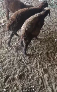 بره ماده