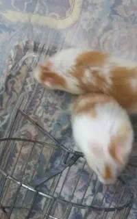 همستر