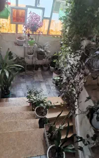 35تا گل طبیعی