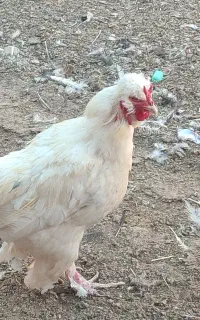 خروس تزئینی