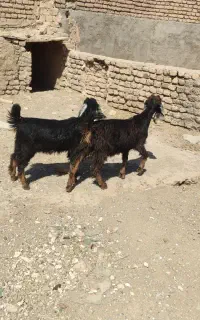دو عدد بزغاله ماده لنگ جمل