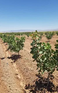 فروش نهال پسته ۱ساله و ۲ساله