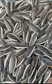 تخمه دورسفید خوی( خام و بوداده)
