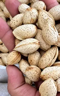 بادام پوست کاغذی و سنگی  مستقیم از باغ قیمت کف