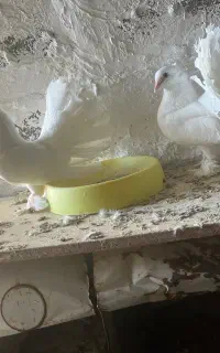 دم چتری سفید